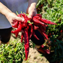 Load image into Gallery viewer, Smoked Pimenton Paprika - Single Origin Spice &amp; Seasoning: 1.8 oz glass jar
